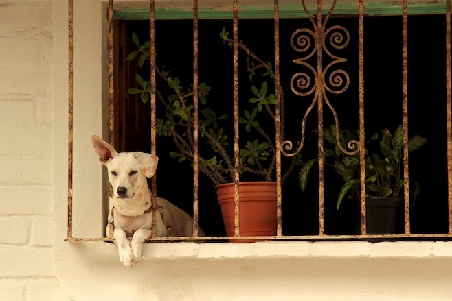 Perro